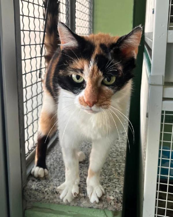 MILADY BELLISSIMA CALICO' Foto 3